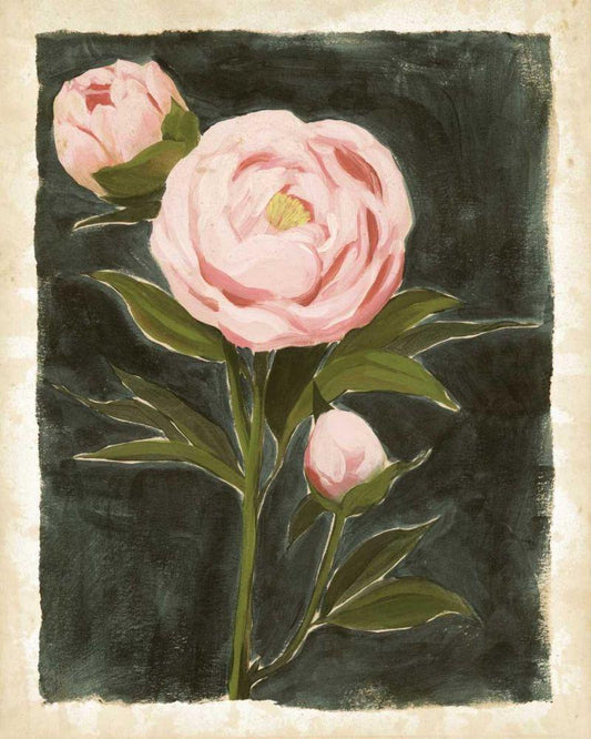 Image Only