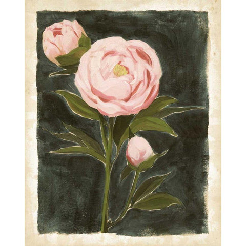 Vintage Peonies I Black Modern Wood Framed Art Print with Double Matting by Popp, Grace