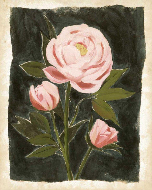 Image Only