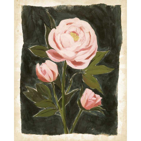 Vintage Peonies II Black Modern Wood Framed Art Print with Double Matting by Popp, Grace