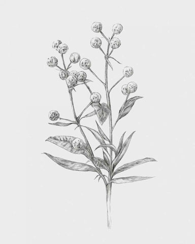 Wild Stem I Black Ornate Wood Framed Art Print with Double Matting by Warren, Annie