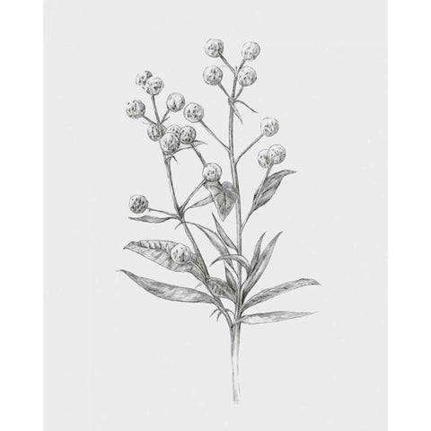 Wild Stem I White Modern Wood Framed Art Print by Warren, Annie