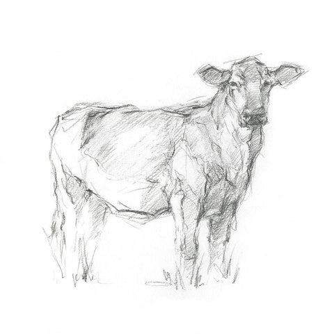 Bovine Study I White Modern Wood Framed Art Print by Harper, Ethan