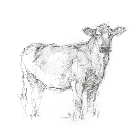 Bovine Study I White Modern Wood Framed Art Print with Double Matting by Harper, Ethan