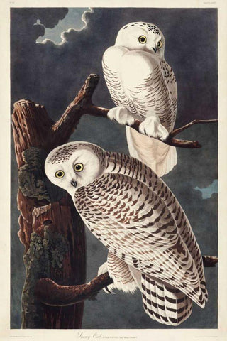 Pl 121 Snowy Owl Black Ornate Wood Framed Art Print with Double Matting by Audubon, John James