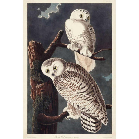 Pl 121 Snowy Owl Black Modern Wood Framed Art Print with Double Matting by Audubon, John James