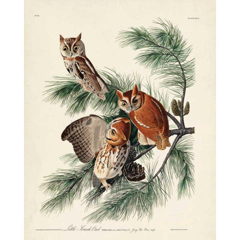 Pl 97 Little Screech Owl White Modern Wood Framed Art Print by Audubon, John James