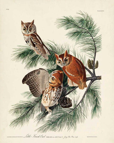 Pl 97 Little Screech Owl White Modern Wood Framed Art Print with Double Matting by Audubon, John James