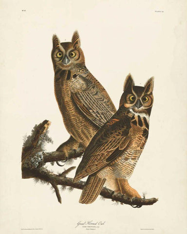 Pl 61 Great Horned Owl Black Ornate Wood Framed Art Print with Double Matting by Audubon, John James