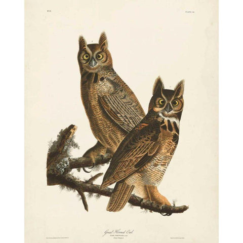 Pl 61 Great Horned Owl Gold Ornate Wood Framed Art Print with Double Matting by Audubon, John James