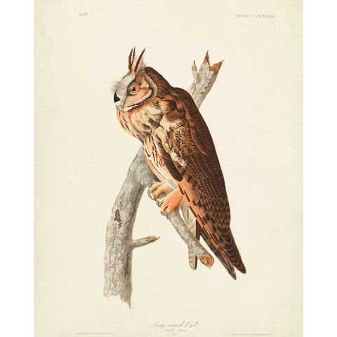 Pl 383 Long-eared Owl White Modern Wood Framed Art Print by Audubon, John James