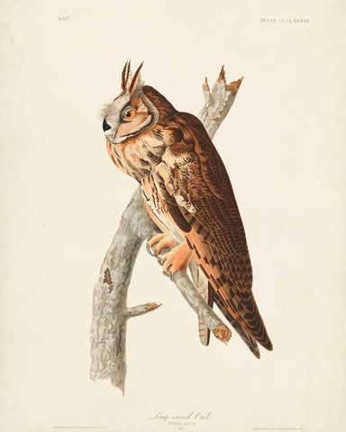 Pl 383 Long-eared Owl White Modern Wood Framed Art Print with Double Matting by Audubon, John James