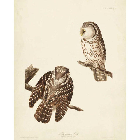 Pl 380 Tengmalms Owl White Modern Wood Framed Art Print by Audubon, John James