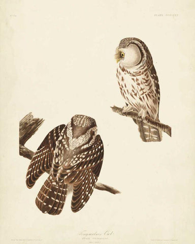 Pl 380 Tengmalms Owl White Modern Wood Framed Art Print with Double Matting by Audubon, John James