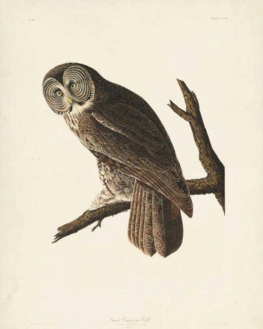 Pl 351 Great Cinereous Owl White Modern Wood Framed Art Print with Double Matting by Audubon, John James