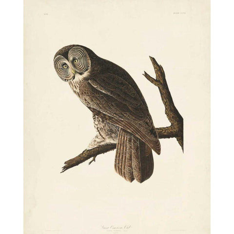 Pl 351 Great Cinereous Owl White Modern Wood Framed Art Print by Audubon, John James