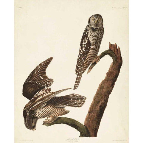 Pl 378 Hawk Owl White Modern Wood Framed Art Print by Audubon, John James