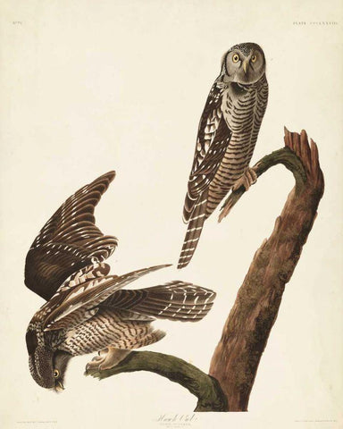 Pl 378 Hawk Owl White Modern Wood Framed Art Print with Double Matting by Audubon, John James