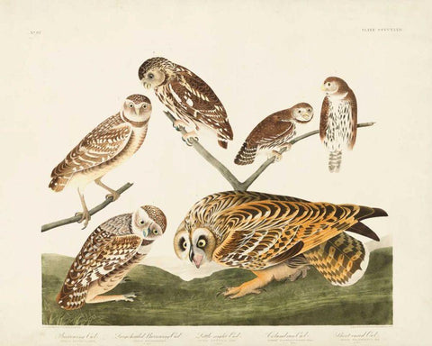 Pl 432 Burrowing Owl Black Ornate Wood Framed Art Print with Double Matting by Audubon, John James