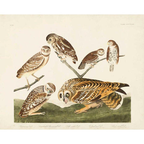 Pl 432 Burrowing Owl White Modern Wood Framed Art Print by Audubon, John James