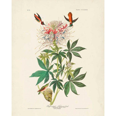 Pl 379 Ruff-necked Hummingbird White Modern Wood Framed Art Print by Audubon, John James