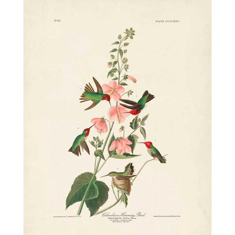 Pl 425 Columbian Hummingbird Black Modern Wood Framed Art Print with Double Matting by Audubon, John James