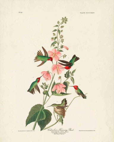 Pl 425 Columbian Hummingbird Black Ornate Wood Framed Art Print with Double Matting by Audubon, John James