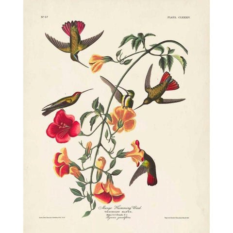 Pl 184 Mango Hummingbird Gold Ornate Wood Framed Art Print with Double Matting by Audubon, John James