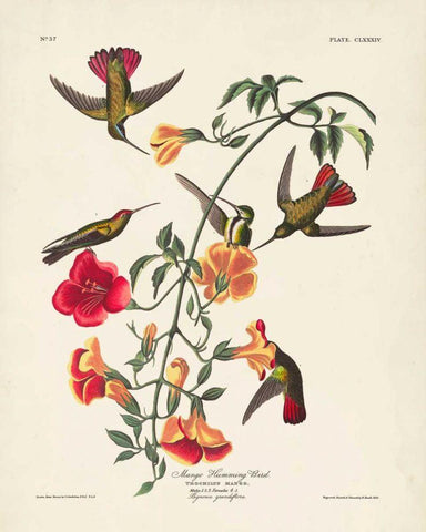 Pl 184 Mango Hummingbird White Modern Wood Framed Art Print with Double Matting by Audubon, John James