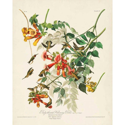 Pl 47 Ruby-throated Hummingbird Gold Ornate Wood Framed Art Print with Double Matting by Audubon, John James