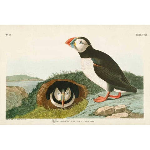 Pl 213 Puffin White Modern Wood Framed Art Print by Audubon, John James