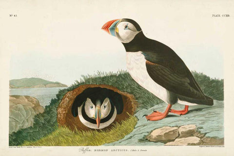 Pl 213 Puffin White Modern Wood Framed Art Print with Double Matting by Audubon, John James