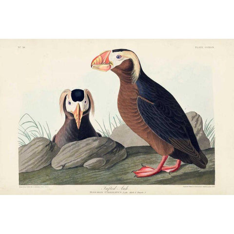 Pl 249 Tufted Auk Black Modern Wood Framed Art Print with Double Matting by Audubon, John James