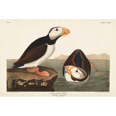 Pl 293 Large-billed Puffin White Modern Wood Framed Art Print by Audubon, John James