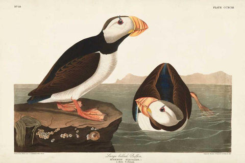 Pl 293 Large-billed Puffin White Modern Wood Framed Art Print with Double Matting by Audubon, John James