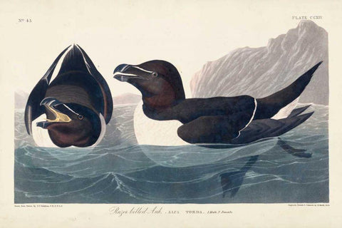 Pl 214 Razor-billed Auk Black Ornate Wood Framed Art Print with Double Matting by Audubon, John James