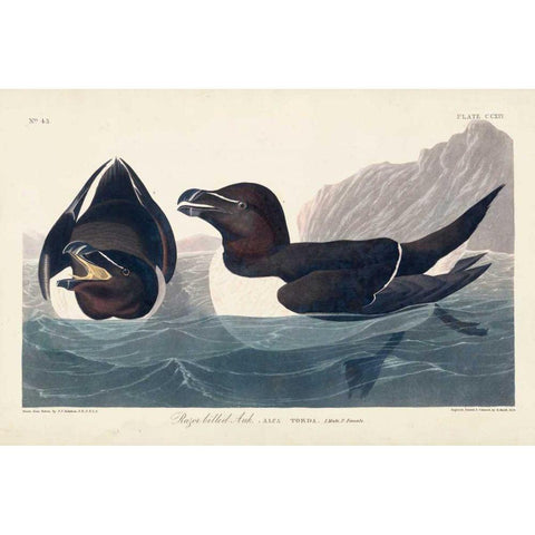 Pl 214 Razor-billed Auk Black Modern Wood Framed Art Print with Double Matting by Audubon, John James