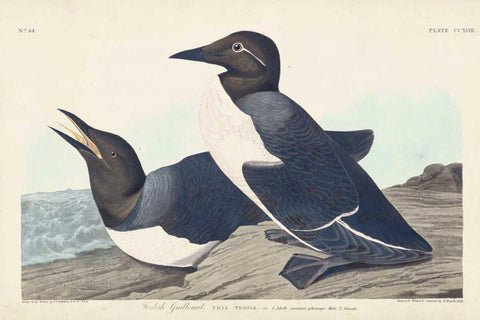 Pl 218 Foolish Guillemot Black Ornate Wood Framed Art Print with Double Matting by Audubon, John James