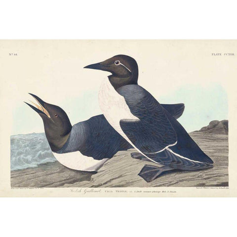 Pl 218 Foolish Guillemot Gold Ornate Wood Framed Art Print with Double Matting by Audubon, John James