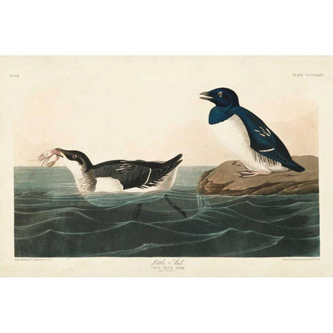 Pl 339 Little Auk White Modern Wood Framed Art Print by Audubon, John James