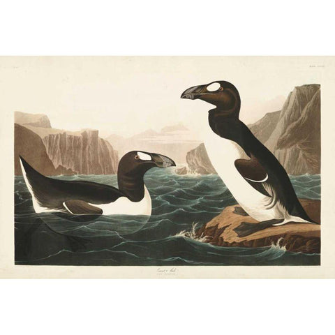 Pl 341 Great Auk Black Modern Wood Framed Art Print with Double Matting by Audubon, John James