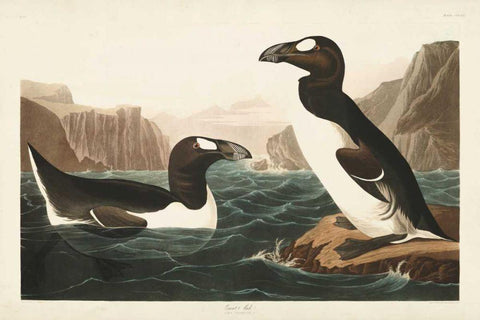 Pl 341 Great Auk Black Ornate Wood Framed Art Print with Double Matting by Audubon, John James