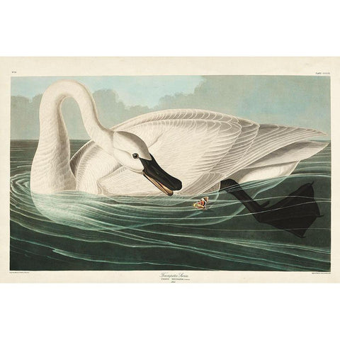 Pl 406 Trumpeter Swan Gold Ornate Wood Framed Art Print with Double Matting by Audubon, John James