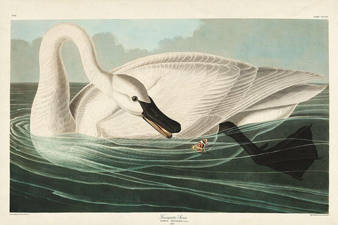 Pl 406 Trumpeter Swan Black Ornate Wood Framed Art Print with Double Matting by Audubon, John James