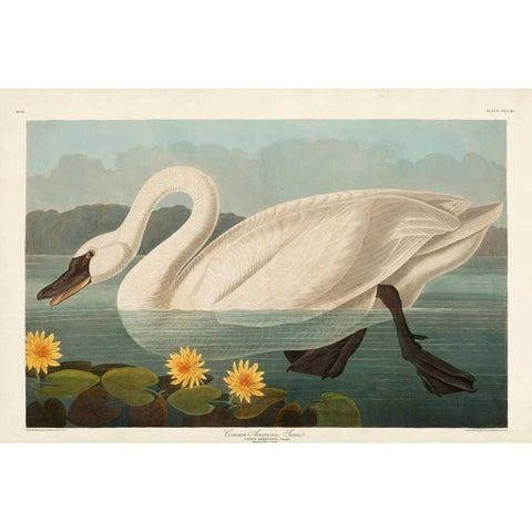 Pl 411 Common American Swan White Modern Wood Framed Art Print by Audubon, John James