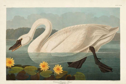 Pl 411 Common American Swan White Modern Wood Framed Art Print with Double Matting by Audubon, John James