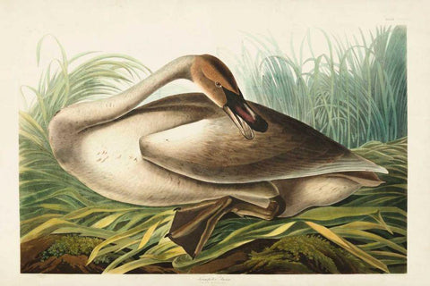 Pl 376 Trumpeter Swan White Modern Wood Framed Art Print with Double Matting by Audubon, John James