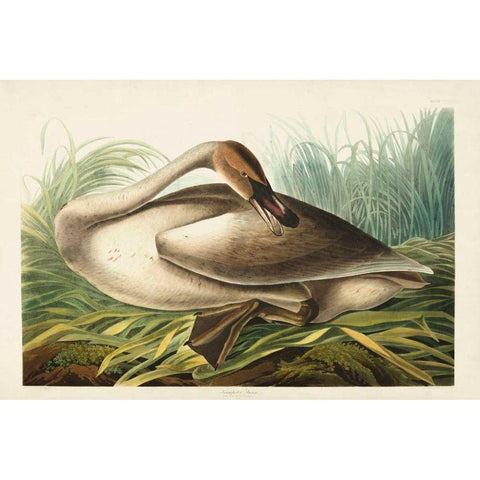 Pl 376 Trumpeter Swan Gold Ornate Wood Framed Art Print with Double Matting by Audubon, John James