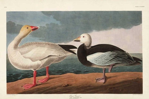 Pl 381 Snow Goose White Modern Wood Framed Art Print with Double Matting by Audubon, John James