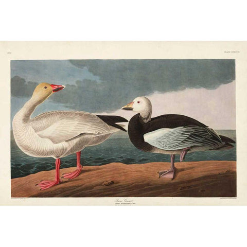 Pl 381 Snow Goose Gold Ornate Wood Framed Art Print with Double Matting by Audubon, John James